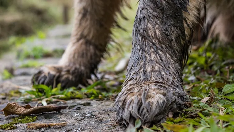 Muddy paws on a golden retriever dog
