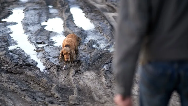 dog comes out of the mud guiltily to the owner