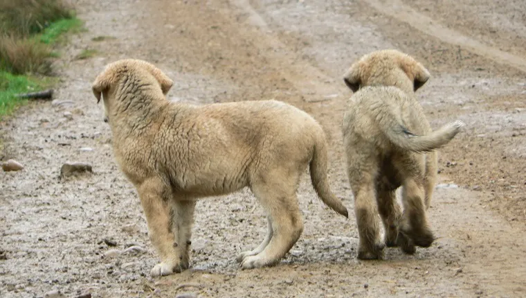 Rear view of two small Spanish mastiffs abandoned on a dirt road in León, Spain.