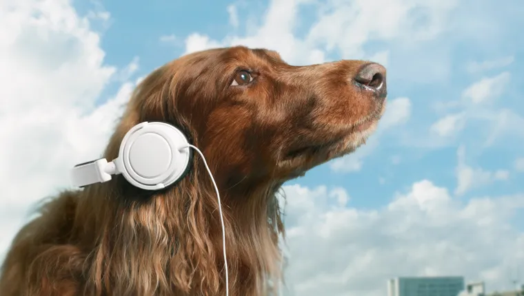 dog with headphones looks at blue sky