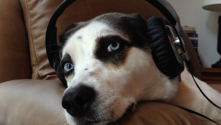 dog with headphones on