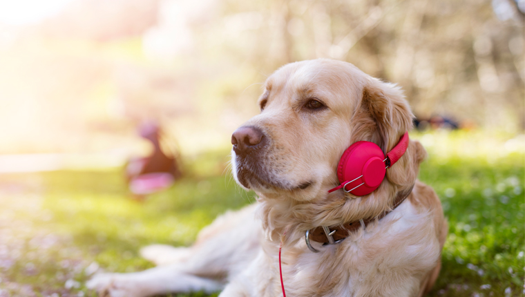 5 Best Dog Podcasts That Canine Lovers Must Listen To Dogtime