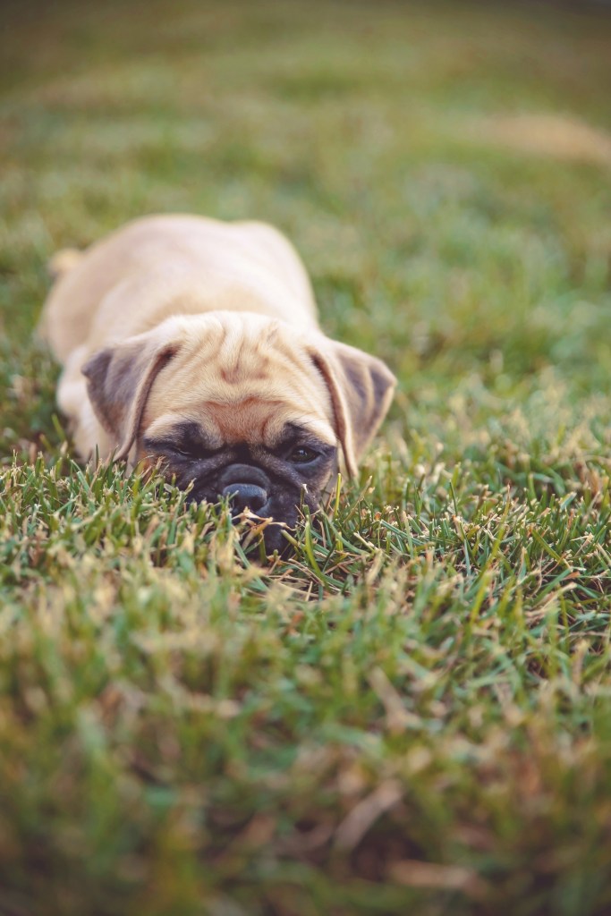 chug in the grass