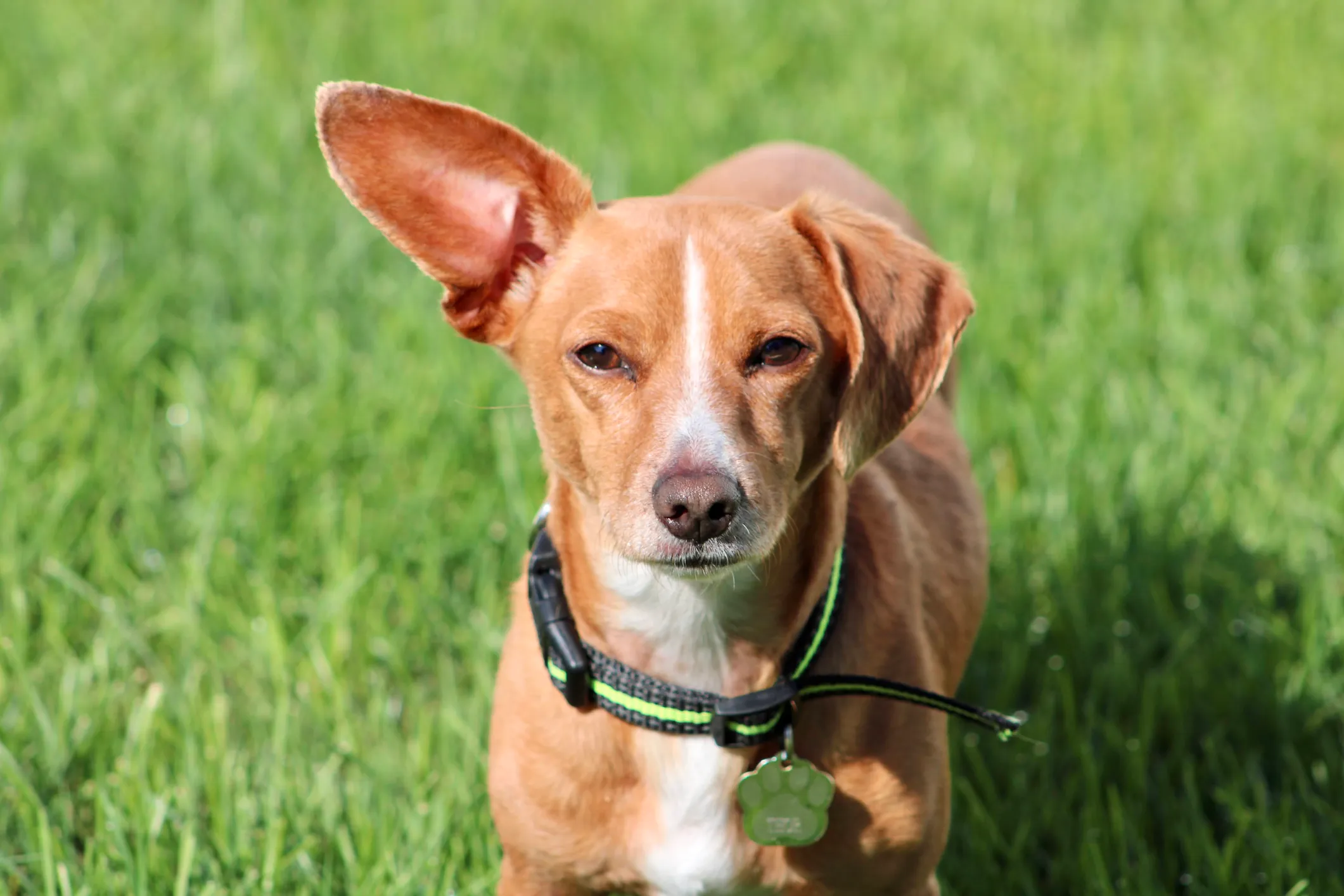 Basenji sales dachshund mix