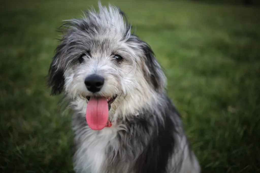 Close-up of an Aussiedoodle with his tongue out amidst grass