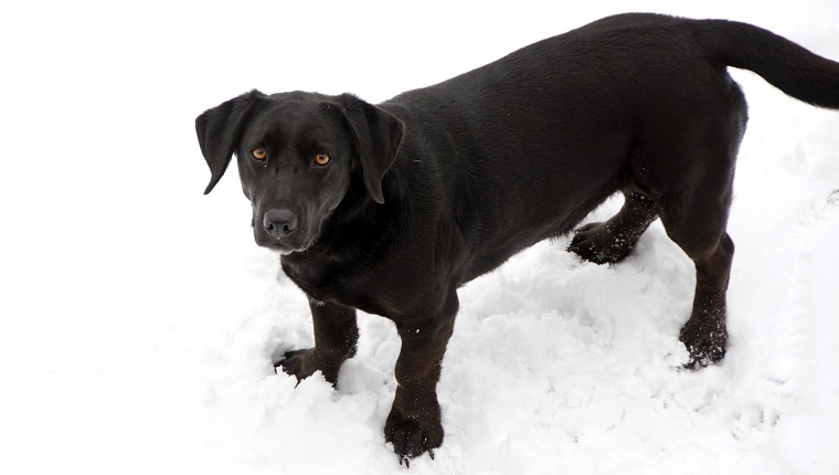 a black labrador retriever and basset hound mix is standing in the snow looking up at the camera