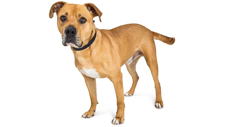 Attentive large mixed breed Boxer and Pit Bull dog standing over white