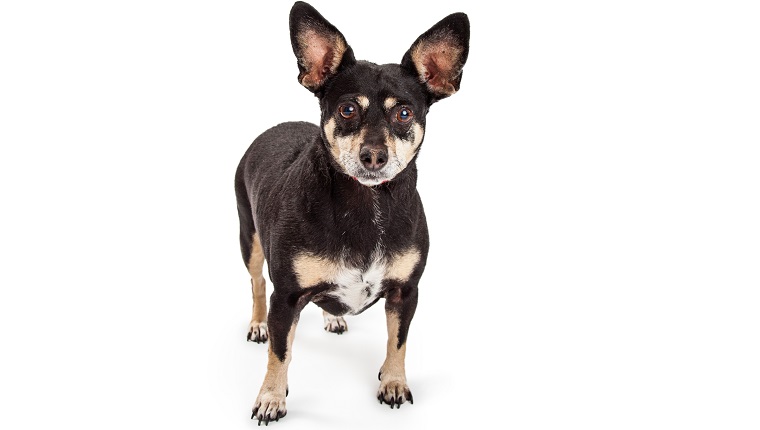 Cute little Miniature Pinscher and Chihuahua mixed breed dog standing over white looking forward