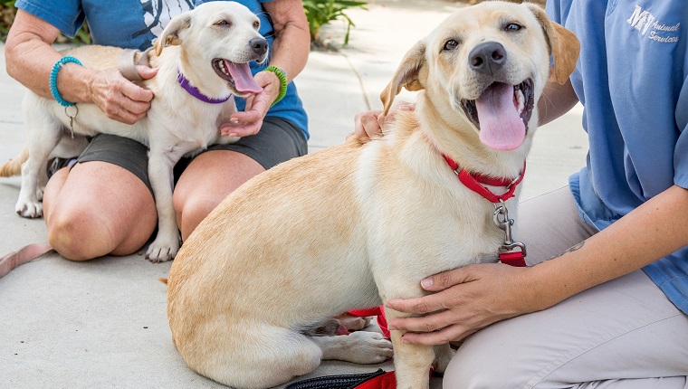 MISSION VIEJO, CA - JULY 06: Lab/corgi mixes, Martha, left, and George, were both brought in to the Mission Viejo Animal Services shelter on July 4. ///ADDITIONAL INFORMATION: shelter.0707 ?ê 7/6/15 ?ê LEONARD ORTIZ, ORANGE COUNTY REGISTER - _LOR1470.NEF - Mission Viejo Animal Services, in Mission Viejo, has two dogs that were picked up on the 4th of July. Hundreds of dogs countywide have been turned in at shelters following the 4th of July holiday weekend. Shelters are frantically fielding calls from panicked owners looking for their dogs. Many people think their dogs are secure in backyards but don't realize that fireworks set many into a state of panic where they do things like leaping fences and digging just to get away.