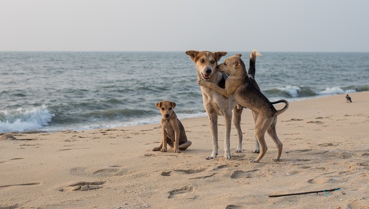 Dogs Playing on the Beach in Kerala.