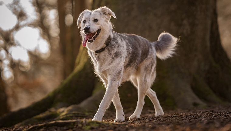 760px x 430px - Goberian Mixed Dog Breed Pictures, Characteristics, & Facts