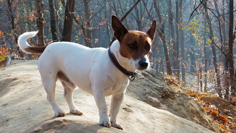 how much does a jack russell chihuahua?
