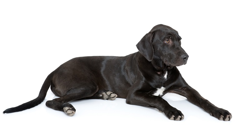 This huge puppy is only 5 months old. He is a mix of Black Labrador and Great Dane. Markings of a Lab, but a cute white patch on his chest. Good design element for compositing. Studio shot. Isolated on white.