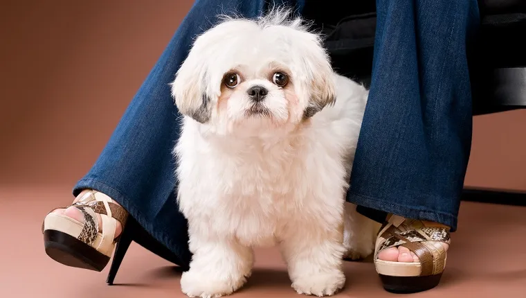 how much is a shih tzu poodle mix?