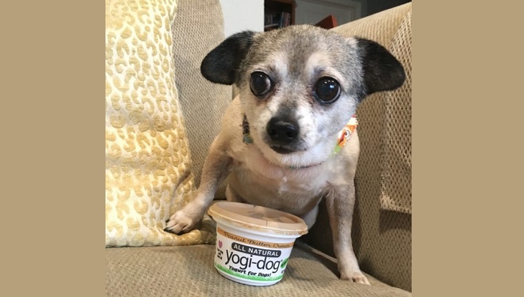 dog with yogi-dog yogurt