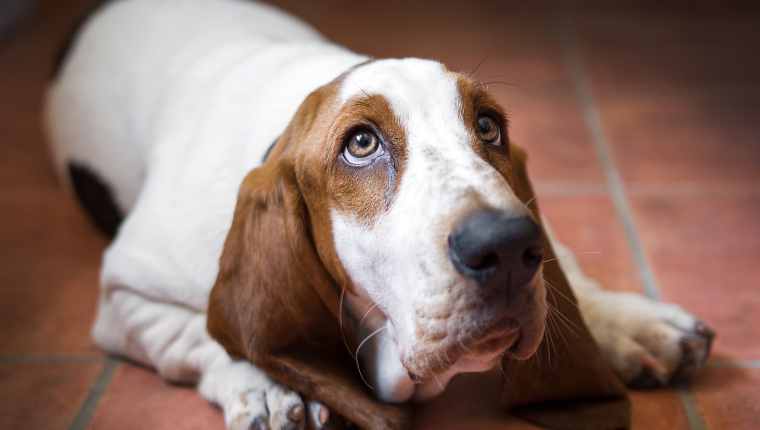 5 Signs Your Dog Might Be Unhappy Or Depressed - DogTime