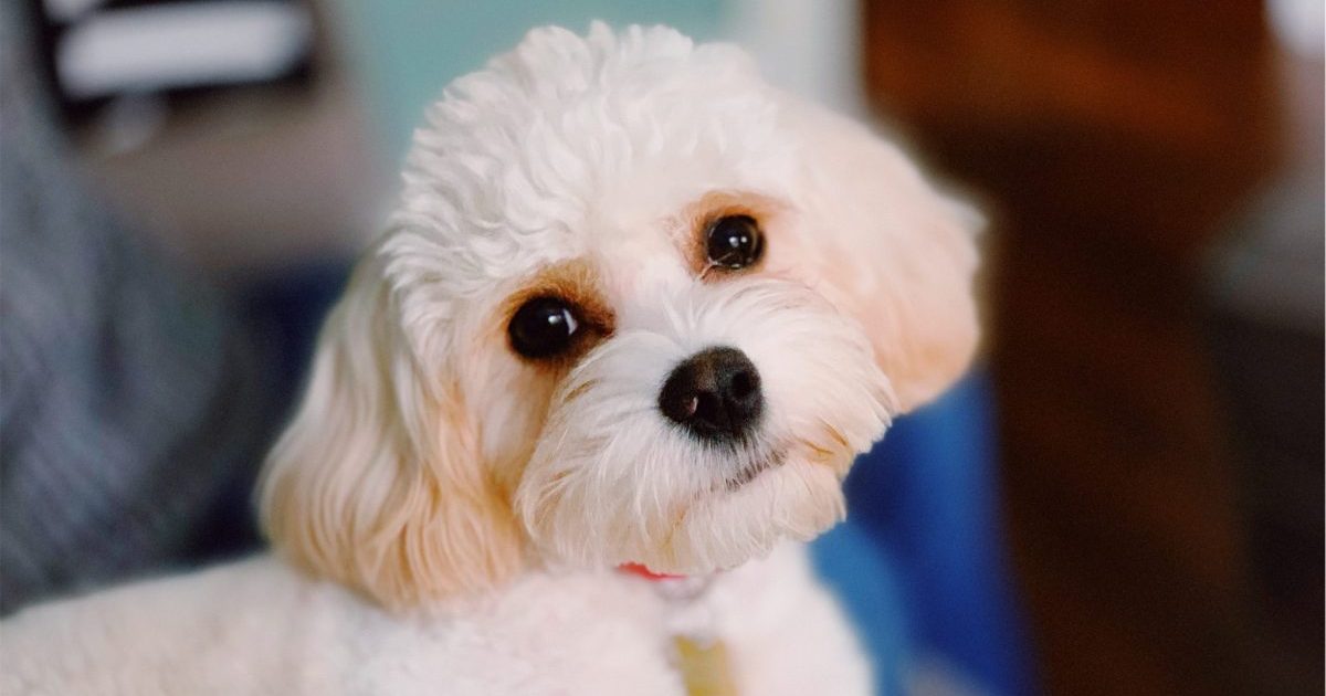 A close-up of a Cavachon, a mix between Cavalier King Charlies Spaniel and Bichon Frise.