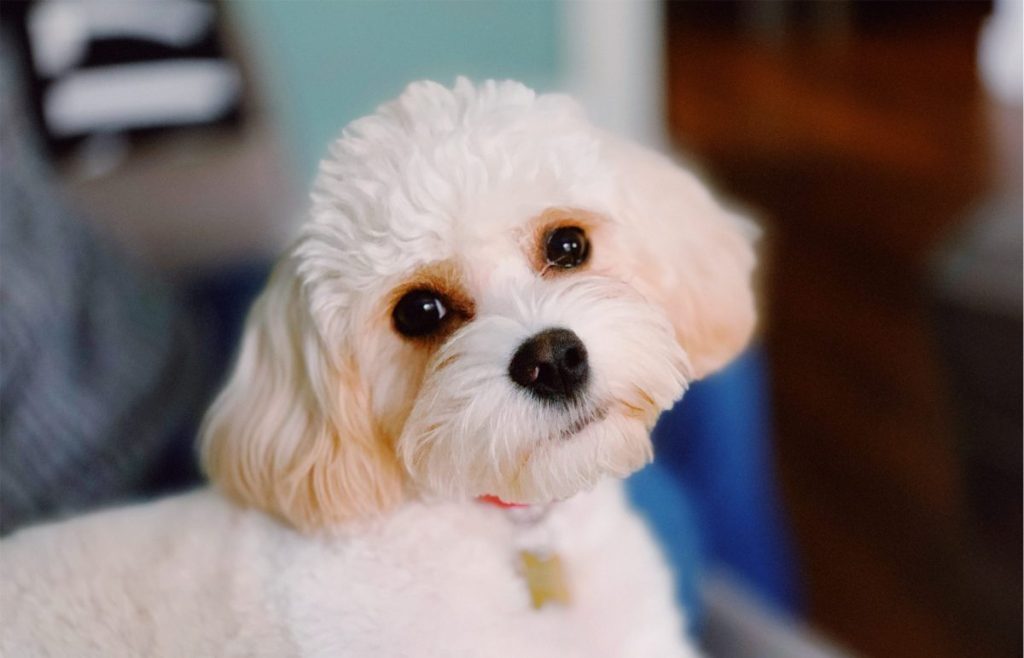 A close-up of a Cavachon, a mix between Cavalier King Charlies Spaniel and Bichon Frise.
