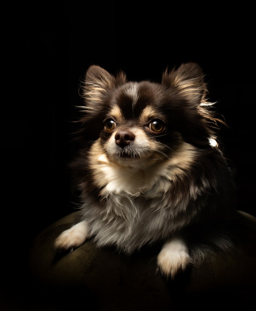 A tiny little Pomchi in low studio lighting, showing off their personality. 