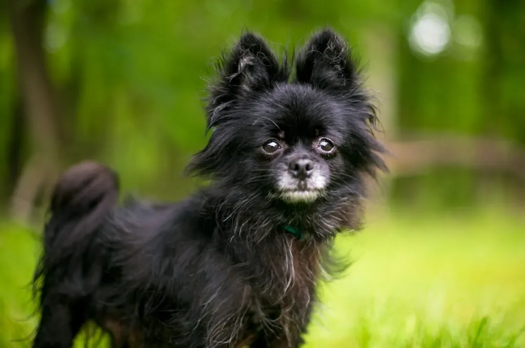 A black Pom Chi looks out into the yard.