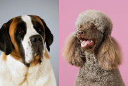 A collage of a Saint Bernard and a Poodle, the parents of Saint Berdoodle dogs.
