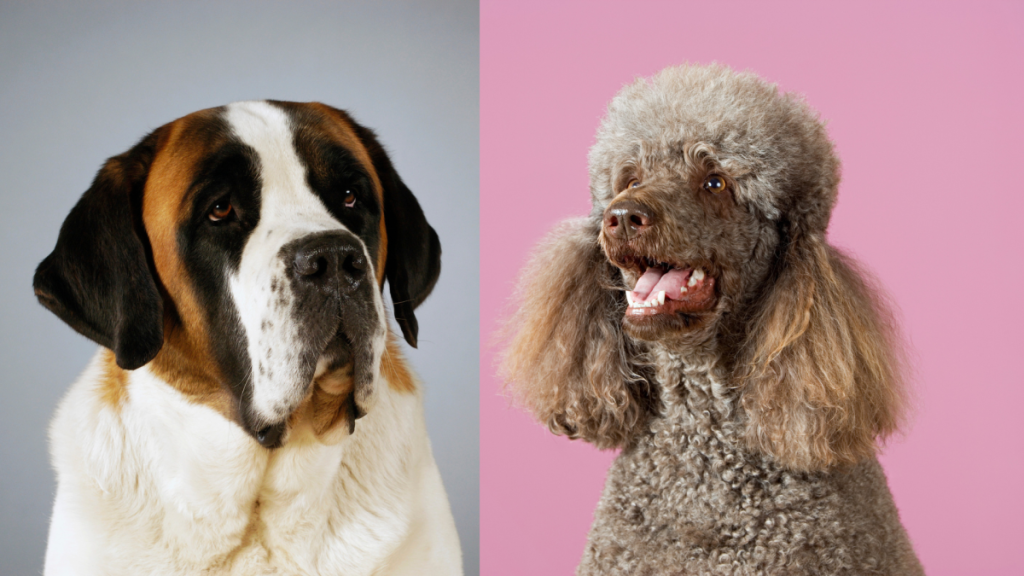 A collage of a Saint Bernard and a Poodle, the parents of Saint Berdoodle dogs.