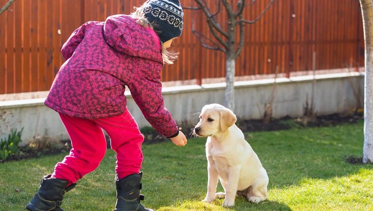 Horizontal image of a 6 years old girl training her Labrador retriever puppy in backyard.