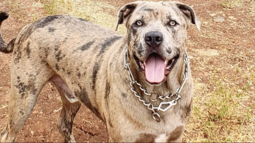 A merle Catahoula Bulldog outside with a metal collar. 