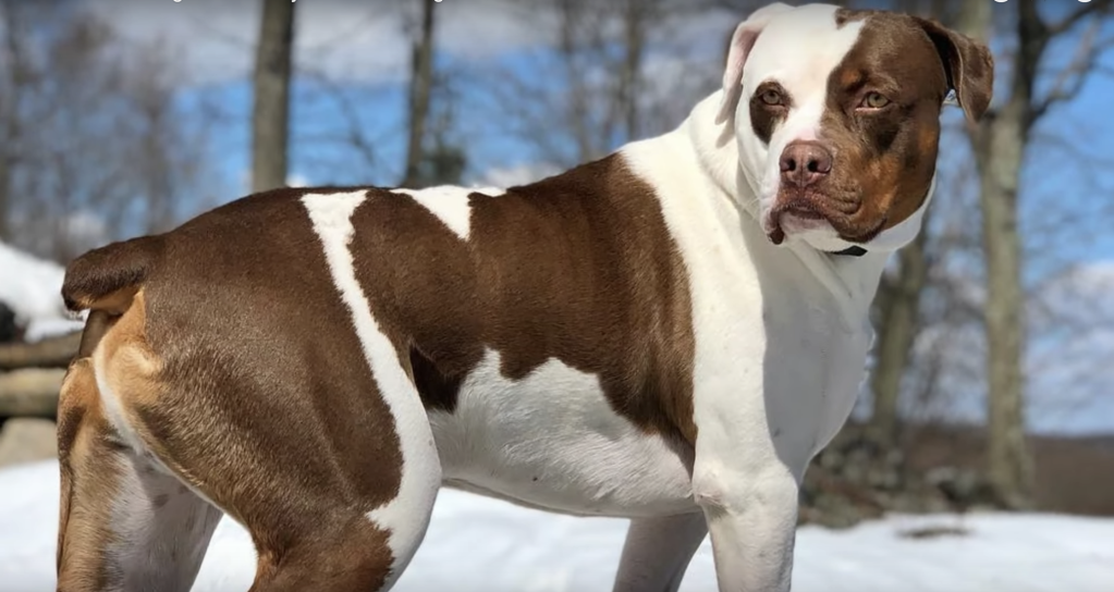 A brown and white Catahoula Bulldog. 