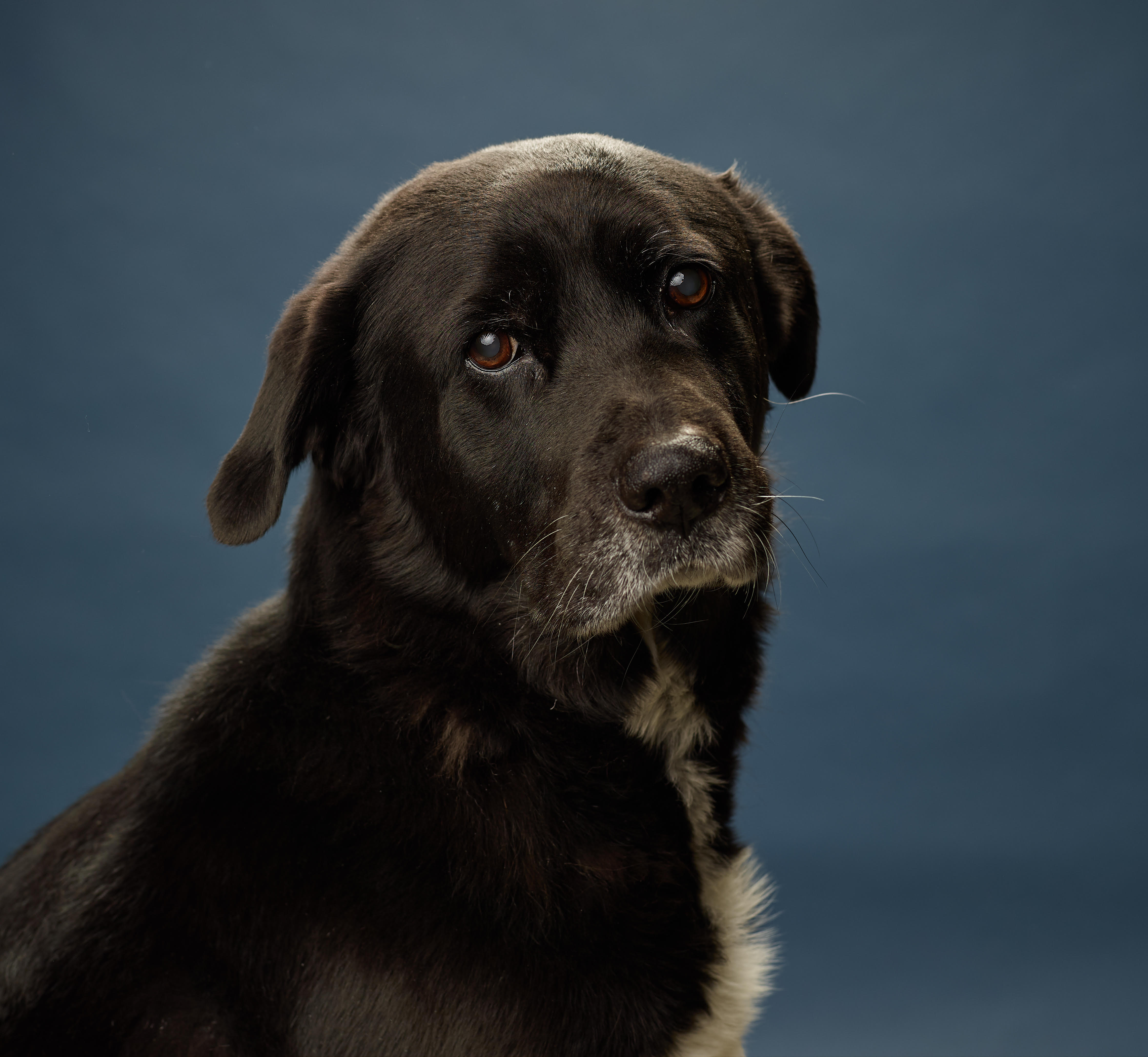 Afador Dogs 101: Your Ultimate Guide to the Afador Breed