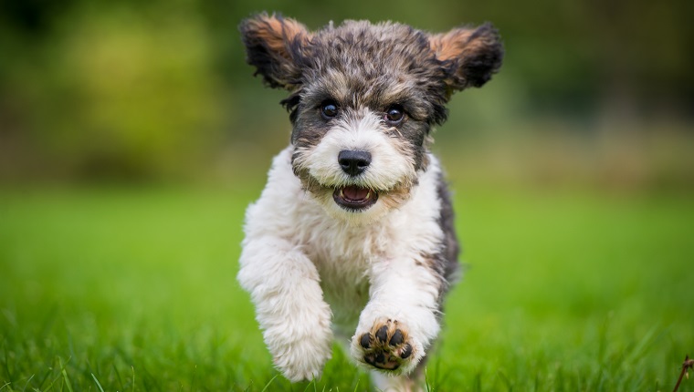 Blenheim mini Cavalier x mini Poodle cross | Cute small dogs, Mutt puppies,  Cavachon puppies