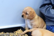 cavador cavalier king charles spaniel labrador retriever mix