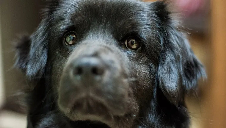 adult chow chow lab mix