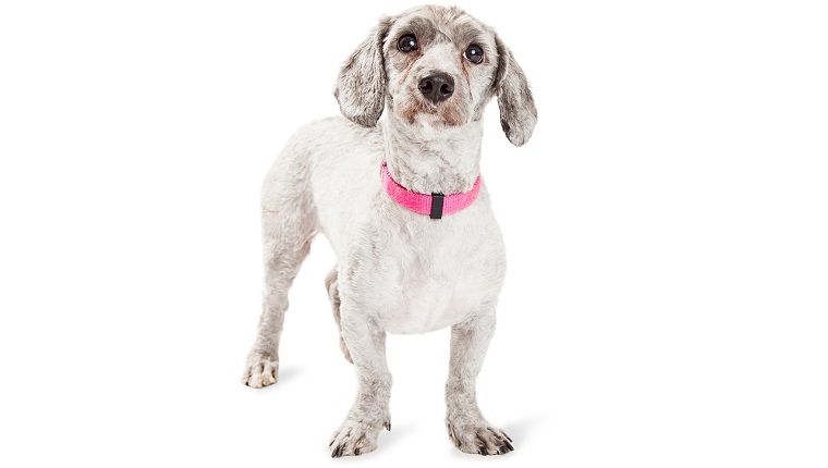 Adorable little Poodle and Dachshund mixed breed dog wearing pink collar standing over white