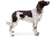 French Spaniel dog