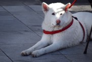 Portrait of a white purebred dog with red collar, lying next to the outdoor sidewalk cafe chair of the pet owner