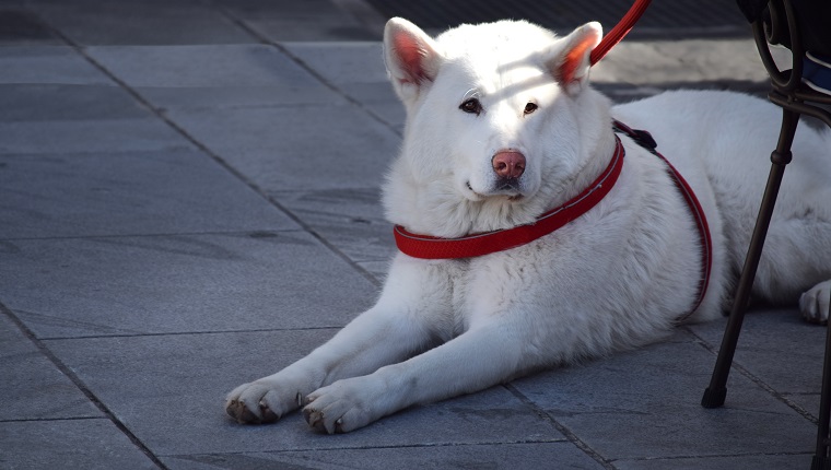 Portrait of a white purebred dog with red collar, lying next to the outdoor sidewalk cafe chair of the pet owner