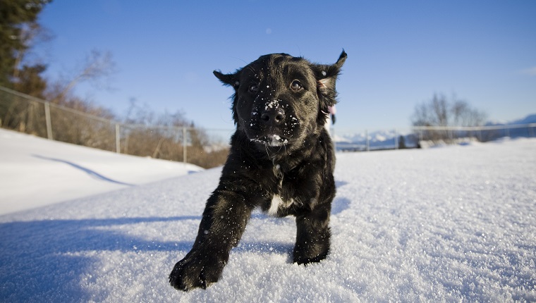 Close Up Of A Labrador & Bernese Mountain Dog Mix Puppy Walking On Snow Near Homer, Alaska During Winter In Southcentral Alaska