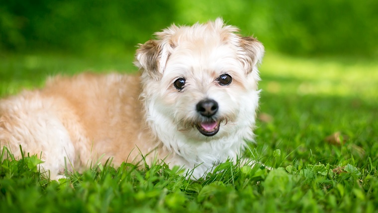 Pomapoo Mixed Dog Breed Pictures, Characteristics, & Facts