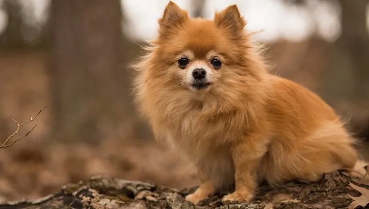 Pomeranian Dog with Long Thick Tan Hair Stock Image  Image of silky  thick 163317607