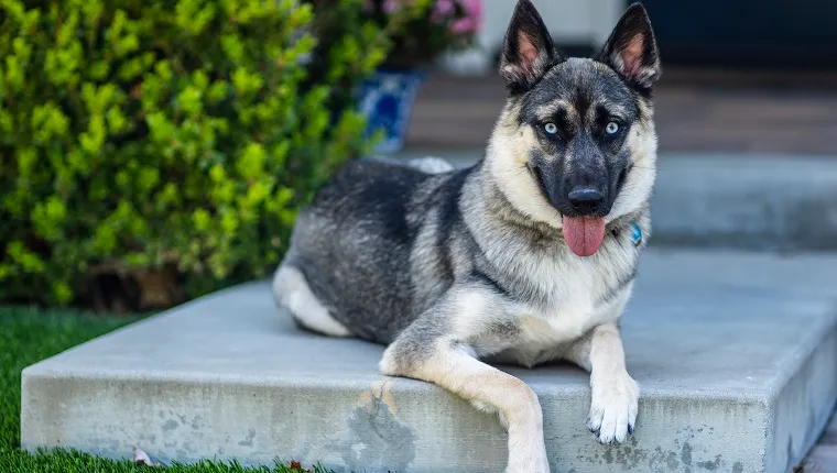 miniature german shepherd full grown