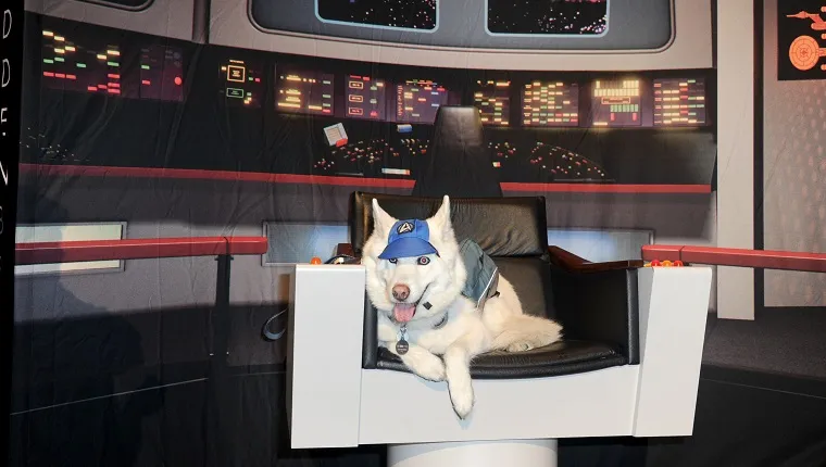 the-best-star-trek-dog-names-for-your-new-friend-on-the-furry