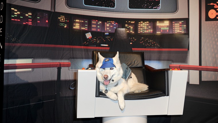 LAS VEGAS, NV - AUGUST 07: Star Trek dog sits in the Captain Chair on day 5 of Creation Entertainment's Official Star Trek 50th Anniversary Convention at the Rio Hotel & Casino on August 7, 2016 in Las Vegas, Nevada.