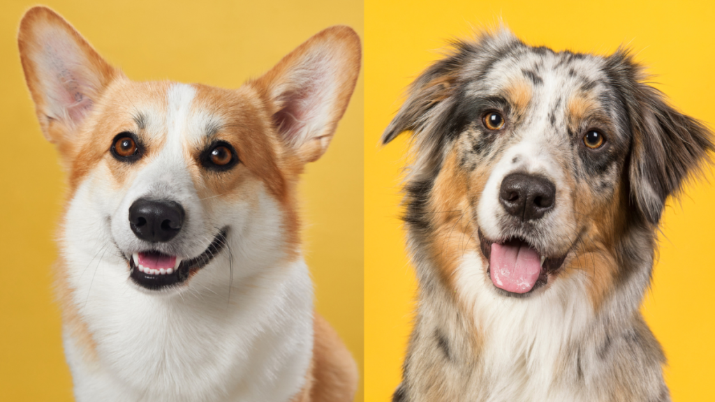 A collage of the parent breeds of the Auggie, a Corgi and Australian Shepherd mix.