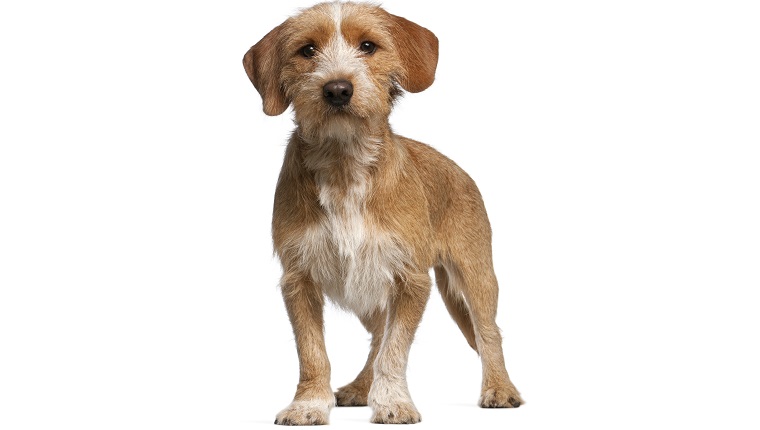 Basset Fauve de Bretagne, 1 year old, standing in front of white background