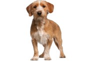 Basset Fauve de Bretagne, 1 year old, standing in front of white background