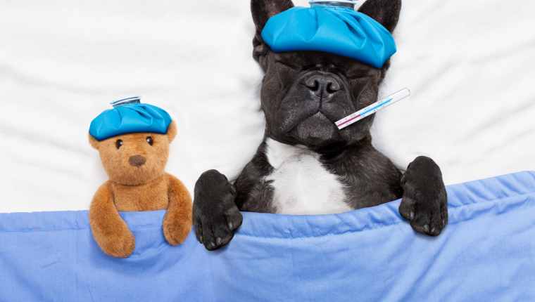 Should My Dog Get A Flu Shot For Canine Influenza? - DogTime