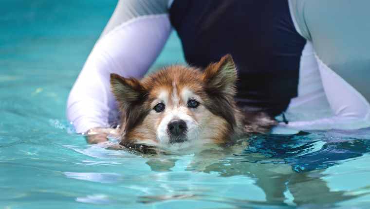 Hydrotherapy For Dogs: What Is It And What Are The Benefits? - DogTime