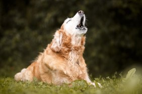 Golden retriever dog barking and howling