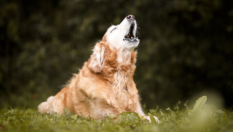 Golden retriever dog barking and howling
